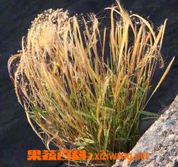 果蔬百科金丝草的功效与作用