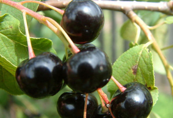 果蔬百科黑樱桃的食疗功效有哪些