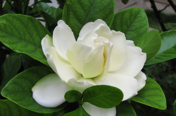 果蔬百科大白药的功效与作用