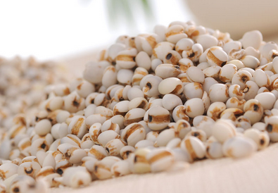 果蔬百科薏苡仁的功效与作用