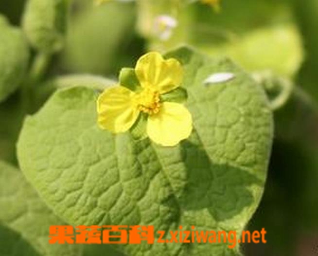 果蔬百科马蹄香图片 马蹄香的养殖方法
