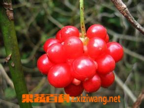 果蔬百科北五味子图片 北五味子的功效与作用