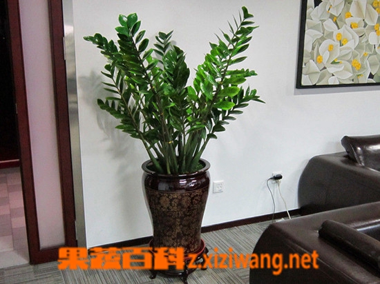 果蔬百科金钱树的养殖方法和注意事项