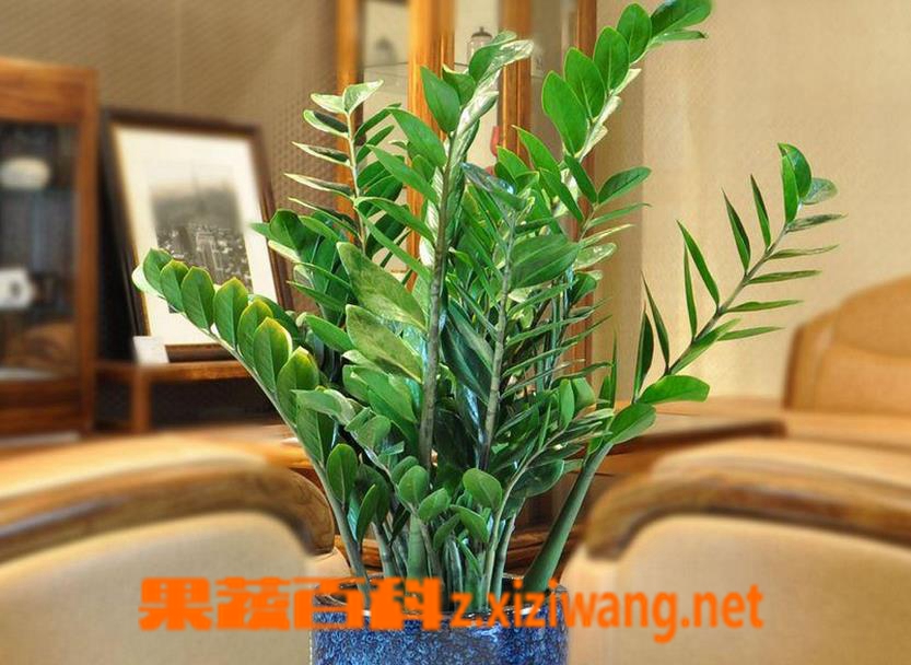 果蔬百科盆栽金钱树的养殖方法