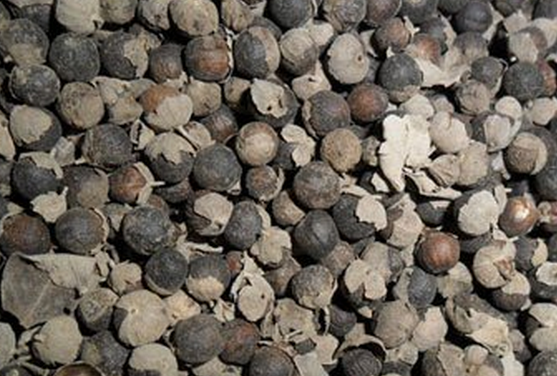 果蔬百科蔓荆子图片