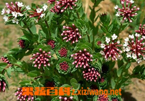 果蔬百科狼毒的药用价值与功效
