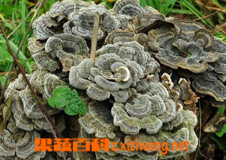 果蔬百科云芝的功效与作用