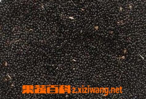 果蔬百科青葙子的功效与作用