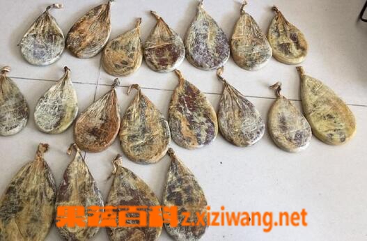 果蔬百科熊胆的功效与作用