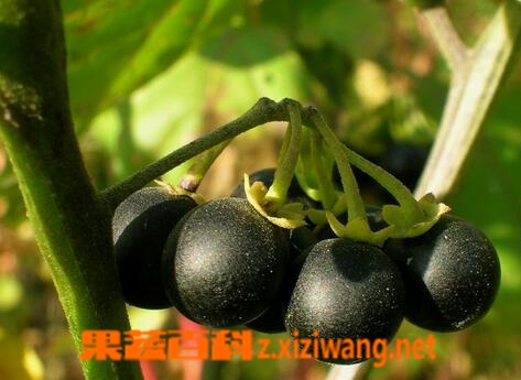 果蔬百科龙葵果的功效与作用