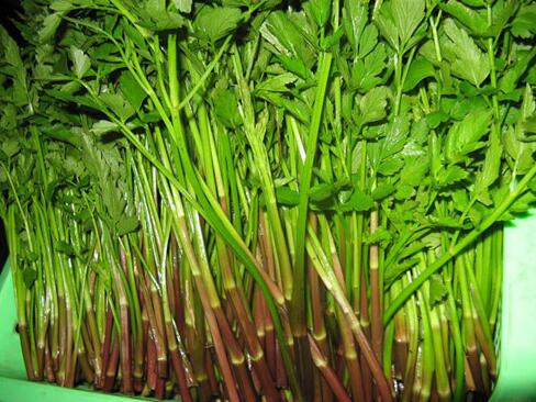 果蔬百科水芹菜的功效与作用