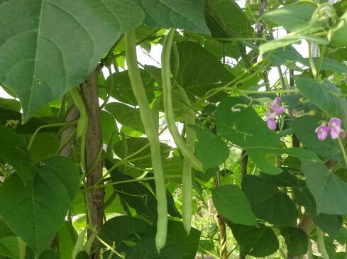 果蔬百科吃四季豆的好处有哪些