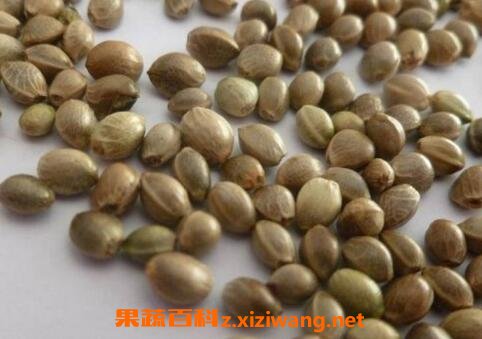 麻仁的功效与作用