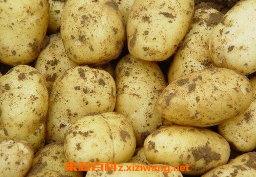 马铃薯的营养价值与功效
