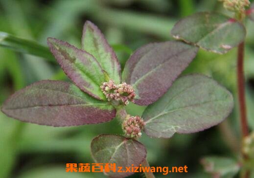 大飞扬草的药用价值与功效