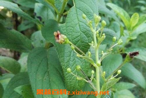 中药玄参的功效与作用有哪些