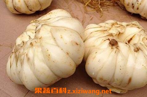 鲜百合怎么吃好
