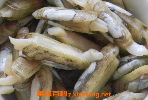 蛏子怎么清洗最干净