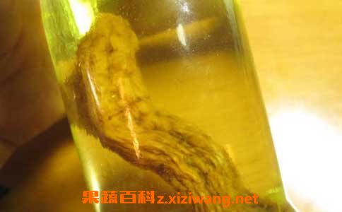 天麻泡酒