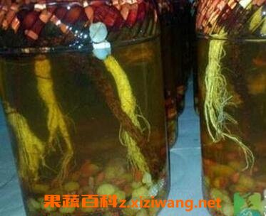 灵芝枸杞泡酒