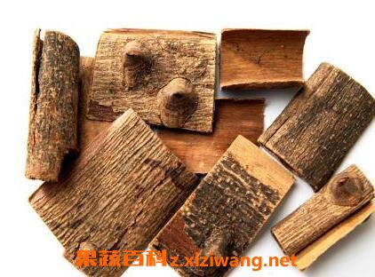 中药海桐皮的功效与作用