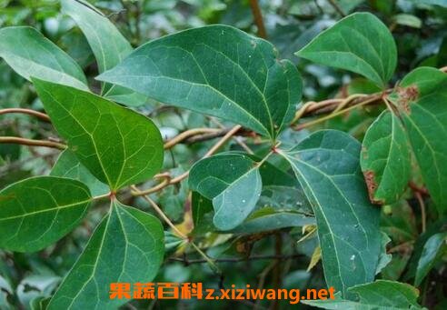 中药红藤的功效与作用及禁忌