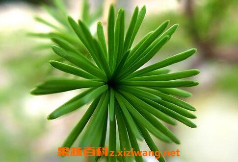 油松叶的功效与作用