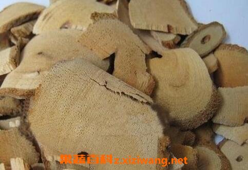 中药藤梨根的功效与作用及禁忌