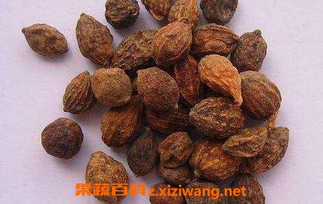 益智仁的功效与作用及禁忌