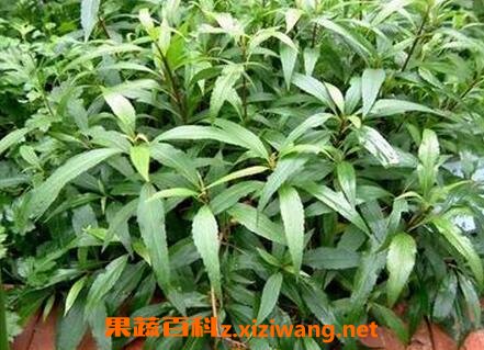 泽兰的功效与作用及禁忌