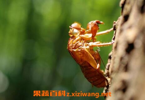 知了壳的药用价值 