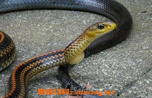 乌梢蛇的功效与作用