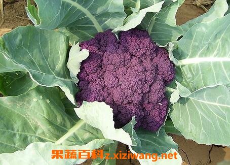 紫色花椰菜的营养价值