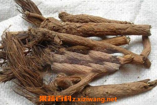 漏芦的药用价值