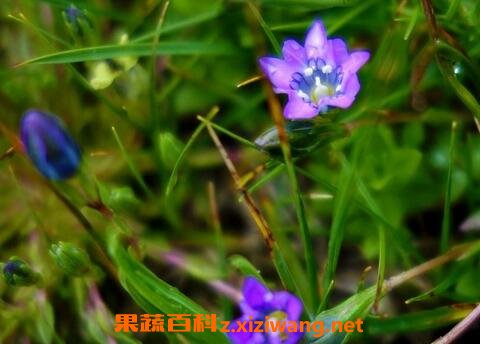 中药龙胆草性味归经 功效作用及应用