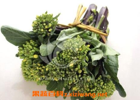 芥蓝菜花的功效与作用