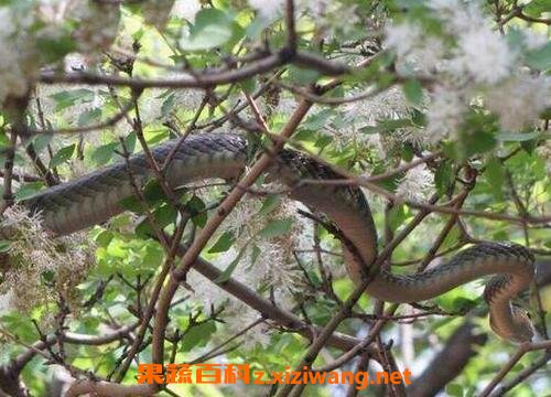 乌梢蛇的食疗功效与用法