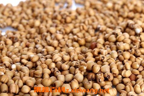 炒薏仁米的功效与作用及食用方法