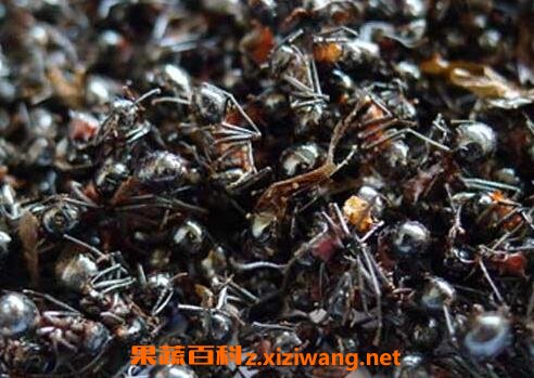 黑蚂蚁的食用方法及副作用