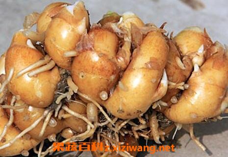 中药山奈(沙姜)禁忌及食用方法