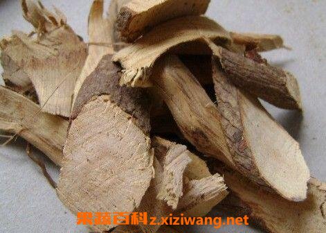 油茶树根的功效与作用