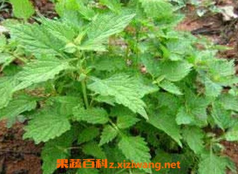 冬凌草泡茶与食用禁忌