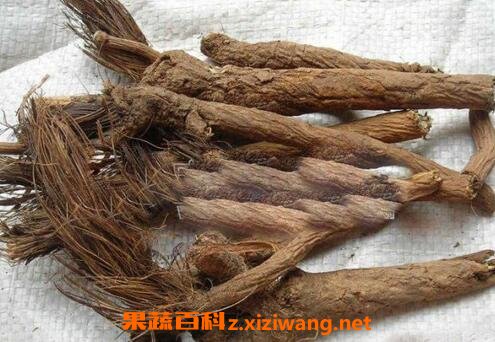 漏芦的功效与作用及禁忌