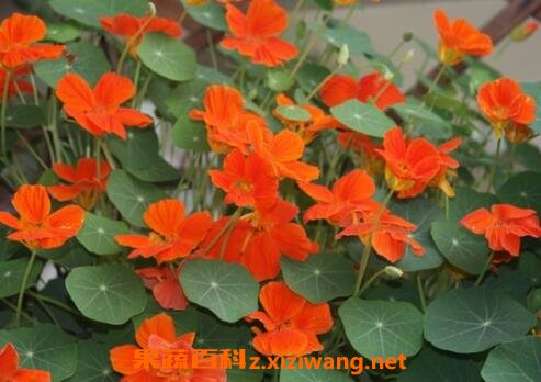 旱金莲养殖方法技巧