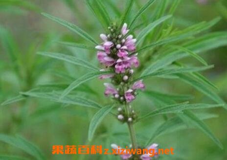  益母草根的功效与作用