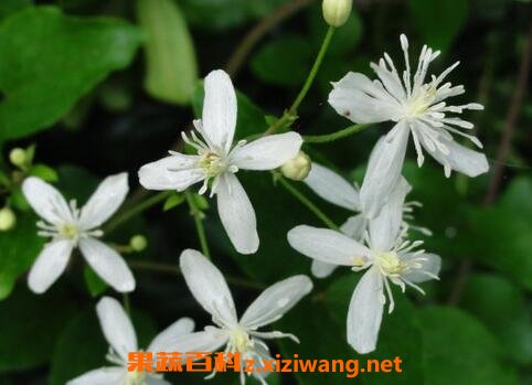 威灵仙的禁忌及食用方法