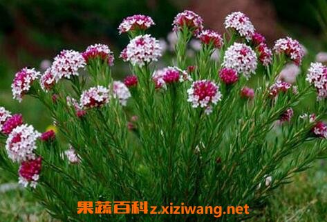 狼毒的禁忌及副作用