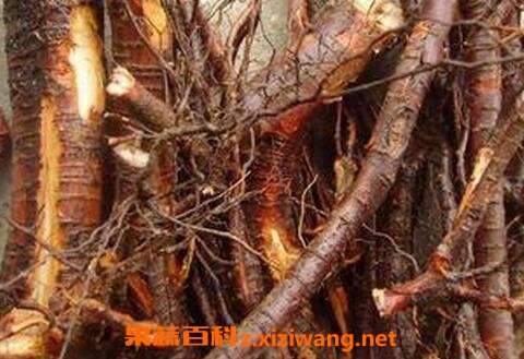 野桃树根的功效与作用