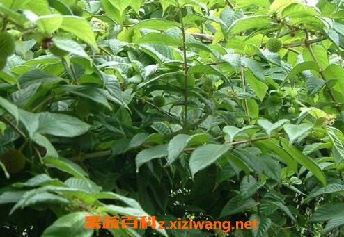 孕妇吃防风钩藤的作用及禁忌