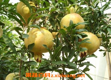 白石榴的果有什么药用价值